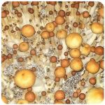Псилоцибиновые (галлюциногенные)  грибы Psilocybin "Golden Teacher" в Дивногорске