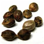 Семена марихуаны АК-47  (Seeds AK-47) в Дивногорске